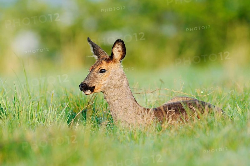European roe deer (Capreolus capreolus), doe lying in a meadow, spring, North Rhine-Westphalia, Germany