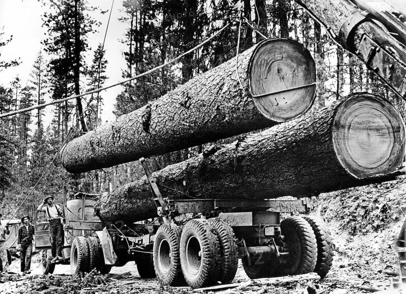 Timber industry, lumberjacks cut large trees, tree trunks are transported away by truck, 1930s, historic, presumably Canada