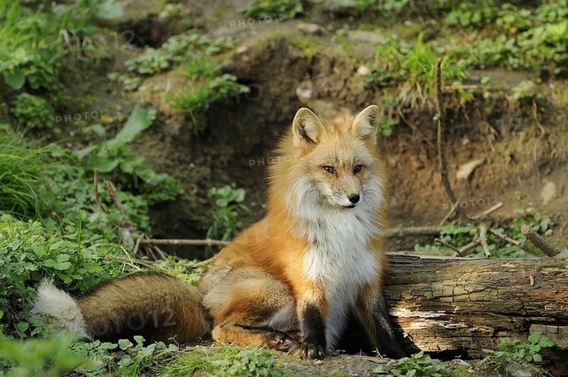 Fox, ulpes vulpes, fox sitting in front of its burrow, April 2009