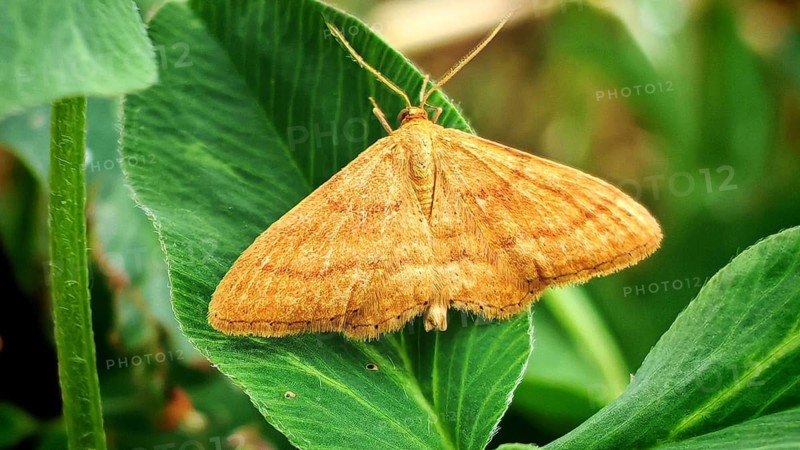 Close-up of Idaea ochrata, the steppe heath dwarf geometer, perched on a green leaf, surrounded by other plants, summer on the Rennsteig near Steinbach am Wald, Frankenwald nature park Park, Upper Franconia