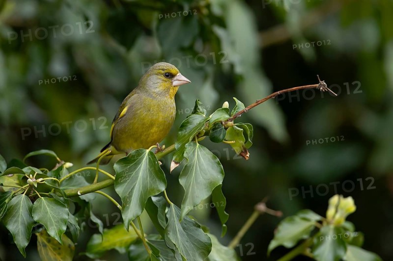 Eurasian greenfinch (Chloris chloris) adult garden bird in an ivy bush, England, United Kingdom
