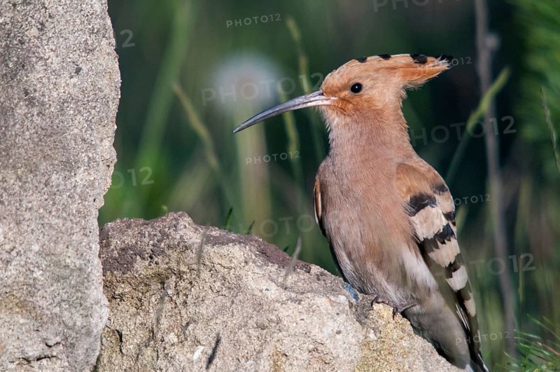 Brandenburg, Germany, Hoopoe, Nabu, national natural heritage, Grünhaus natural paradise, upupa epops, hoopoe, post-mining landscape, birds, green house, upupidae, birds