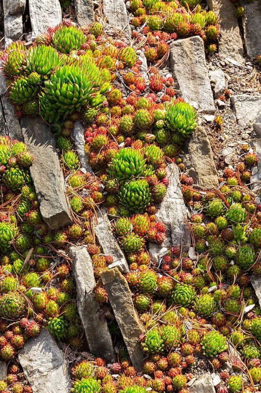Sempervivum - Hens and Chicks succulent plants growing in border with upright stones and fallen Pinus - Pine tree needles in spring, Alpine Garden, Montreal, Botanical Garden, Quebec, Canada