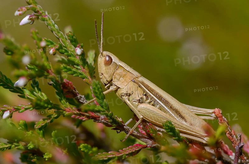 Acrididae, Caelifera, Chorthippus albomarginatus, field locusts, gomphocerinae, grasshoppers, short-feeler, white-edged grasshopper, female, grasshopper, grasshoppers, insects, lesser marsh grasshopper, female