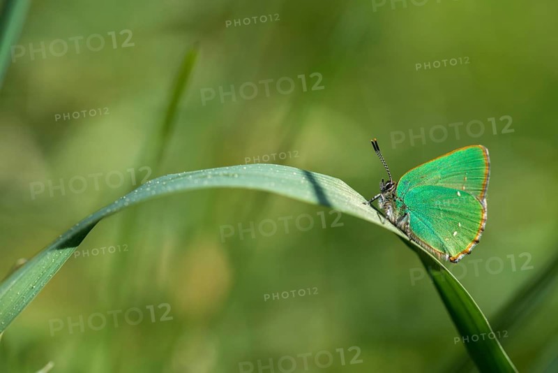 Blackberry tip, Callophrys rubi, gren hairstreak, green pointed butterfly, insects, butterfly, butterflies, butterflies