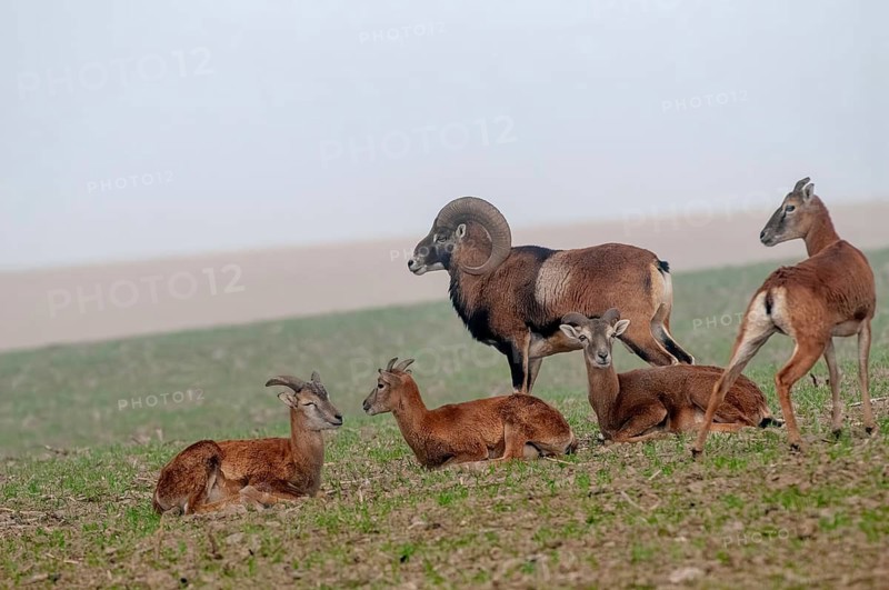Artiodactyla, even-toed ungulate, mouflon, mouflon, mouflon, ovis gmelini musimon, cloven-hoofed, female, adolescent, juvenile, male, mammals, sheep, mammals, female, wild