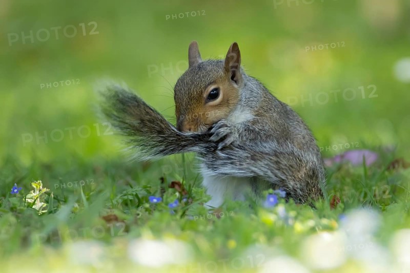 Grey squirrel (Sciurus carolinensis) adult animal washing its tail on a garden grass lawn, England, United Kingdom