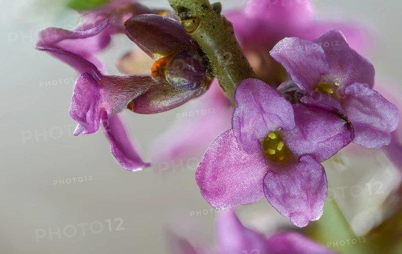 Daphne Mezereum, Real Daphne, February Daphne, Common Daphne, Common Daphne, Cellar Neck, Daphne, Sparrow Tongue, Thymelaeaceae, Flora, Spring, Mezereon, Mezereum, Plants, Spring, Spurge Laurel, Spurge Olive