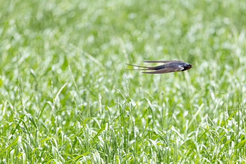 A swallow glides swiftly across a green meadow landscape, a barn swallow (Hirundo rustica) in flight over a green meadow, Mecklenburg-Western Pomerania, Rügen, Germany