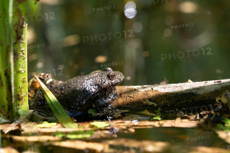 Bombina bombina, fire-bellied toad, red-bellied toad, lowland toad, amphibians, amphibians, amphibians, amphibians