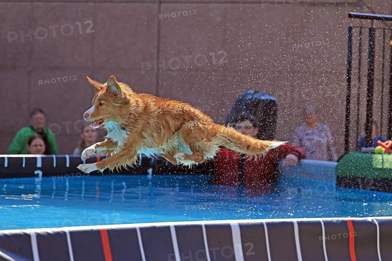 Dog Diving, Dog Sports, VDH Messe, Westfalenhalle Dortmund, Dortmund, North Rhine-Westphalia, Germany