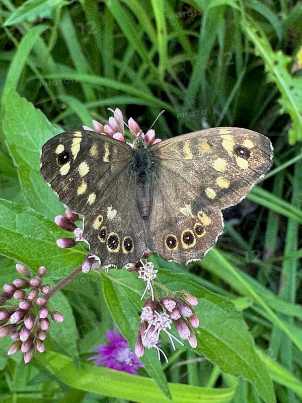 Woodland Brown (Pararge aegeria), butterfly resting on hemp agrimony (Eupatorium cannabinum), Upper Bavaria, Bavaria, Germany