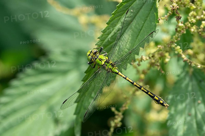 Green culbtail, green snaketail, green wedge, ophiogomphus cecilia, anisoptera, damselflies, dragonflies, insects, dragonflies, odonata