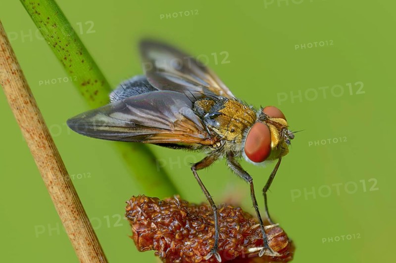 Blue iridescent bedfly, pattern-winged bug tachinid fly, phasia hemiptera, caterpillar flies, tachinidae, bedbug fly, diptera, insects, two-winged birds