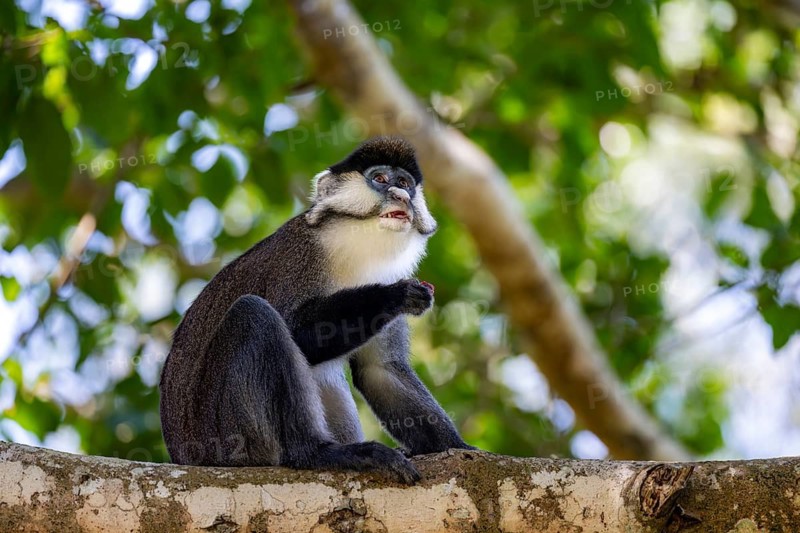 Red-tailed guenon or Congo white-nosed guenon (Cercopithecus ascanius schmidti), sitting on a tree, eating a fruit, Bigodi, Western Region, Uganda