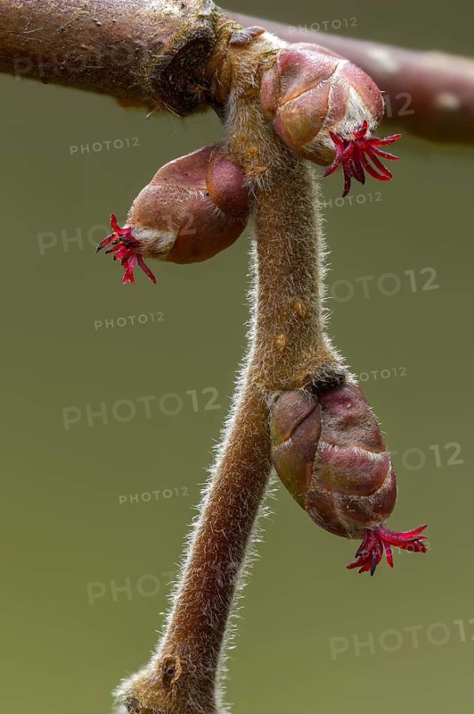 Betulaceae, birch family, corylus avellana, common hazel, hazel, hazel, female inflorescence, flower, common hazel, flora, high size, vertical format, plants, plants
