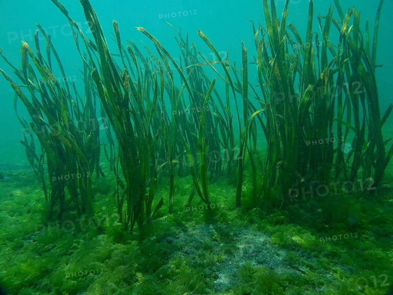 Green aquatic plants, ribbon seagrass (Enhalus acoroides), growing in clear water on a sandy seabed, Secret Bay dive site, Gilimanuk, Bali, Indonesia