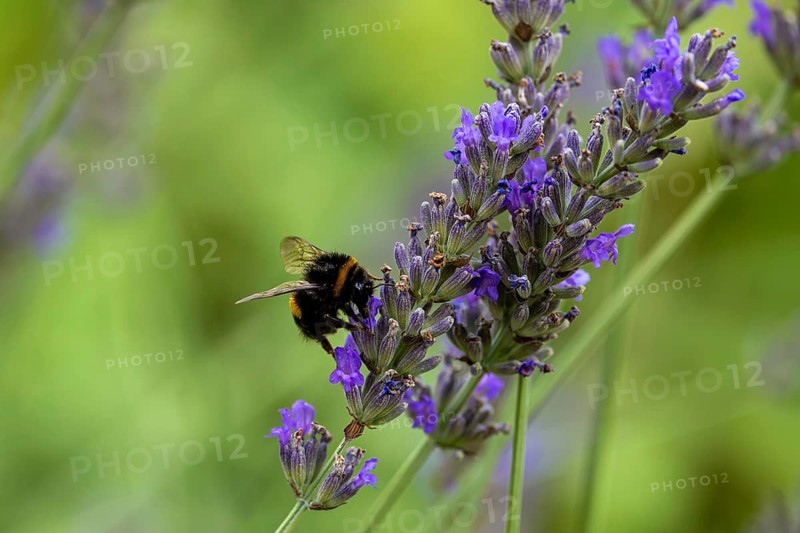 Bumblebee collecting nectar and pollen on a lavender flower in the garden
