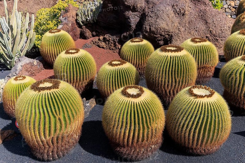 Lanzarote, Canary Islands, Spain, Europe, Cesar Manrique Jardin de Cactus near Guatiza, small and large round cacti on black sand surrounded by natural volcanic rocks