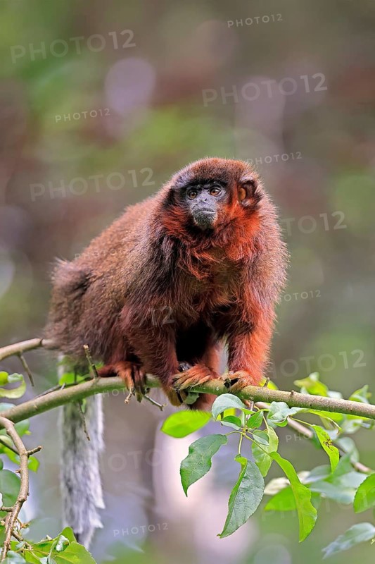 Coppery titi (Plecturocebus cupreus, syn.: Callicebus cupreus), adult, alert, tree, South America