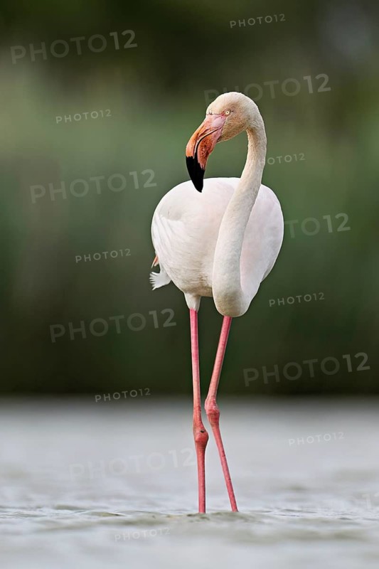 A greater flamingo (Phoenicopterus roseus), standing in the water, Camargue Regional Nature Park, southern France, France
