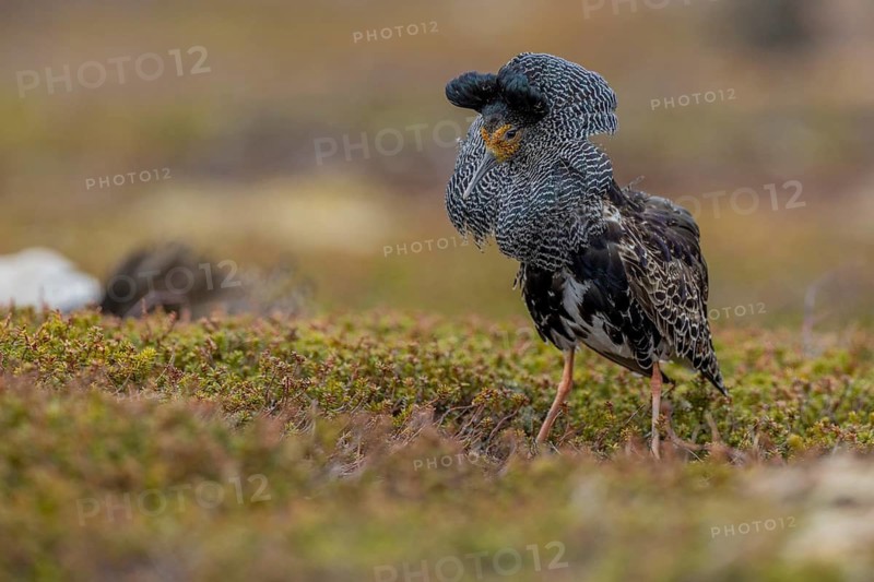Ruff (Philomachus pugnax), at the mating site, Varanger, Norway