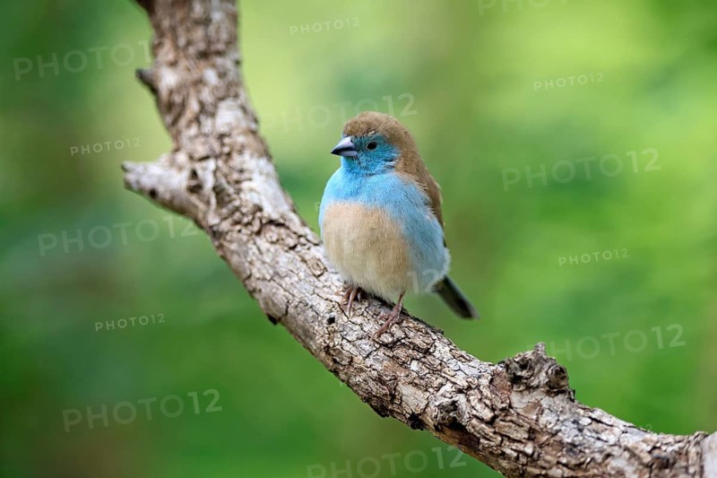 Blue-eared Asterin (Uraeginthus angolensis), Angolan Asterin, Blue-eared Asterin, adult, perched on a branch, alert, Kruger National Park, South Africa