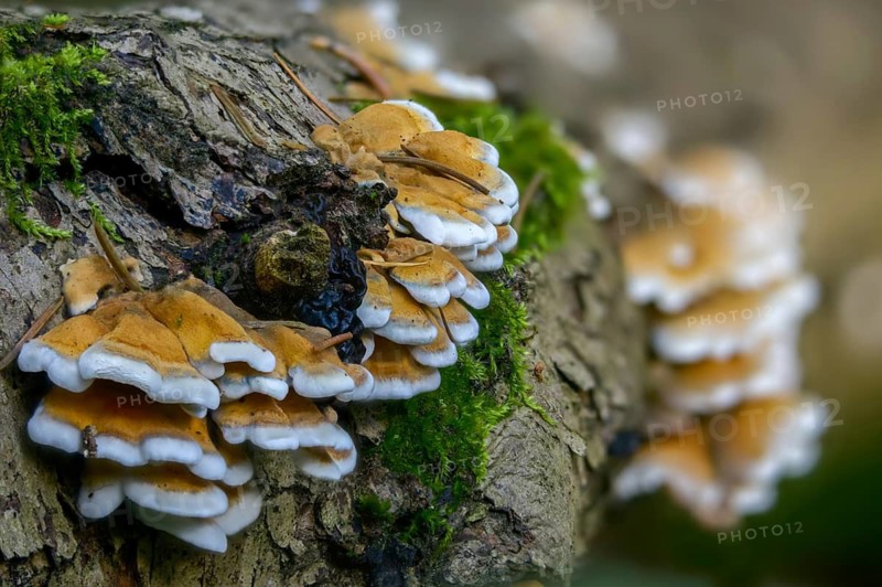 Cantharellus crispus, curly vein counting, Merulius fagineus, plicatura crispa, plicatura faginea, plicaturopsis crispa, trogia crispa, crimped gill, crispling, fungi, fungus, mushrooms