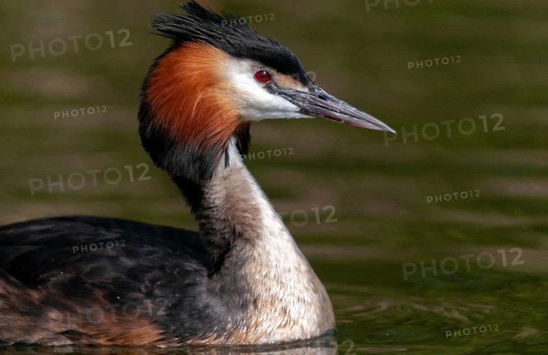 Great crested grebes, podiceps cristatus, birds, grebes, podicipedidae, divers, birds, waterbirds, waterbirds