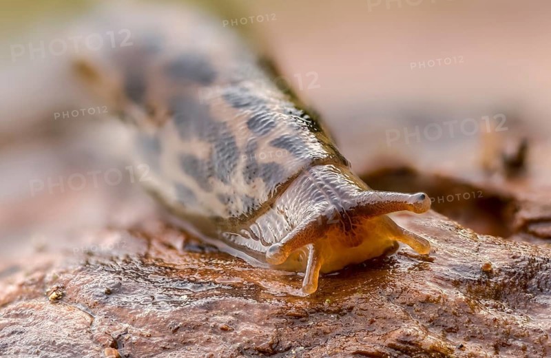 Big snail, big snowgel, limax maximus, snowgel, tiger snail, gastropod, great grey slug, leopard slug, mollusca, molluscs, snails, snails, molluscs
