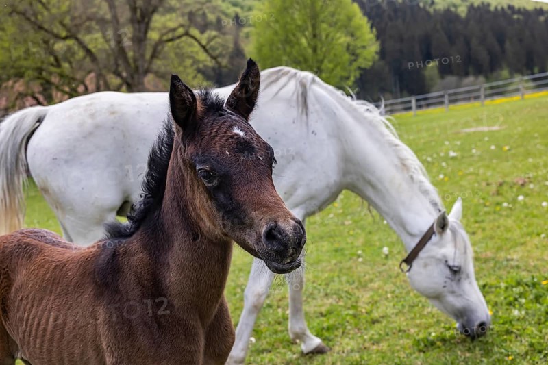 Foal pasture at Marbach main and state stud. Arabian mares with their foals. The stud is an important point of contact for horse breeders and equestrian athletes. The breeding of Arabian horses there is very well known. There are between 520 and 600 horses of various breeds in Marbach. Gomadingen, Baden-Württemberg, Germany