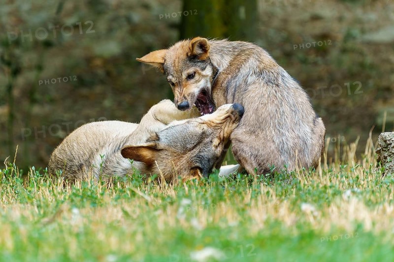 Timberwolf, wolf, American wolf (Canis lupus lycaon), Germany, two wolves playing in a meadow demonstrate a close social bond