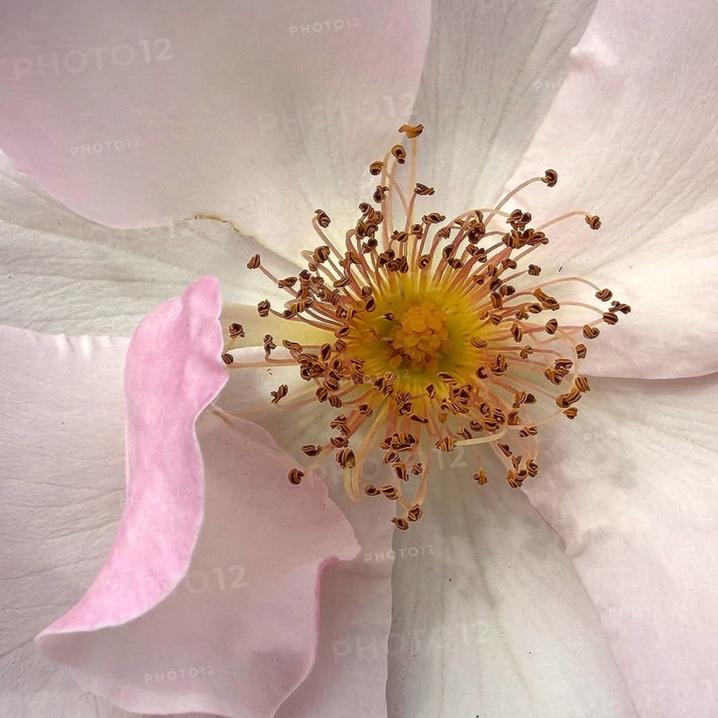 Close-up of Pierre Gagnaire rose flower with stamens, German Rosarium, Westfalenpark, Dortmund, North Rhine-Westphalia, Germany