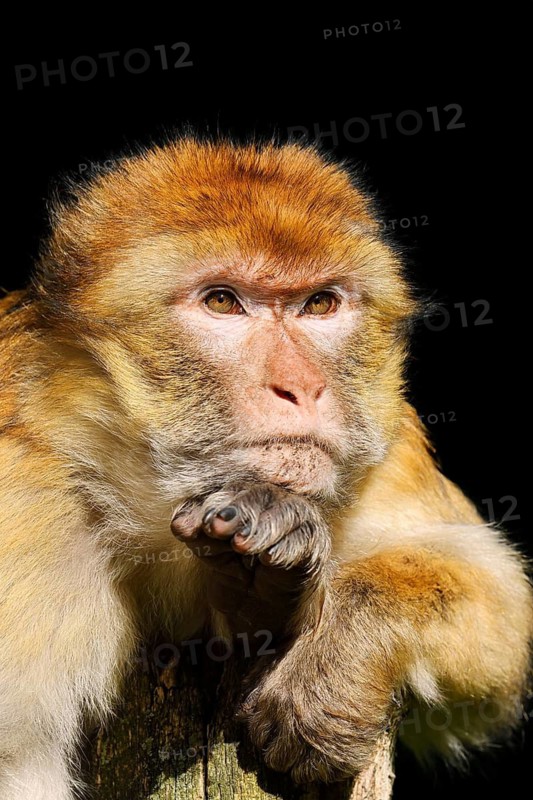 Barbary macaque or magot (Macaca sylvanus), portrait, in captivity, found in Morocco, Algeria and Gibraltar