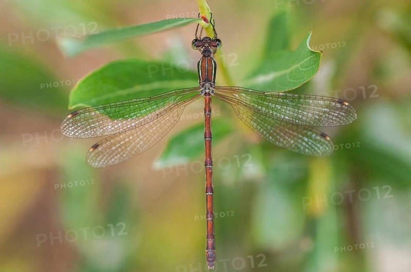 Brandenburg, Germany, Lestes Barbarus, Migrant Spreadwing, National Natural Heritage, Grünhaus Nature Paradise, Shy Emerald Damselfly, Southern Emerald Damselfly, Southern Ruismaid, Post-Mining Landscape, Damselflies, Dragonflies, Greenhouse, Insects, Dragonflies, Odonata, Zygoptera