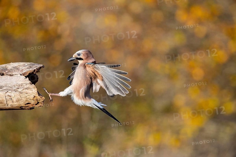 Eurasian jay (Garrulus glandarius) Germany