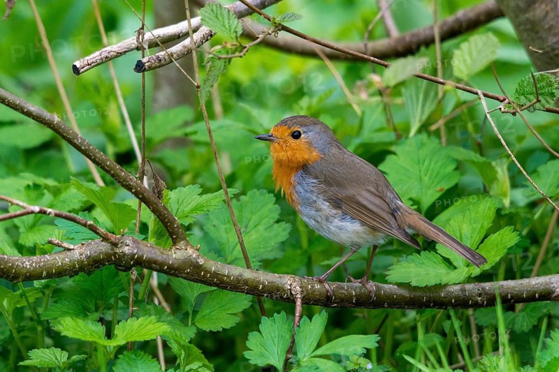 Erithacus rubecula, robin, robins, birds, passeri, songbirds, birds