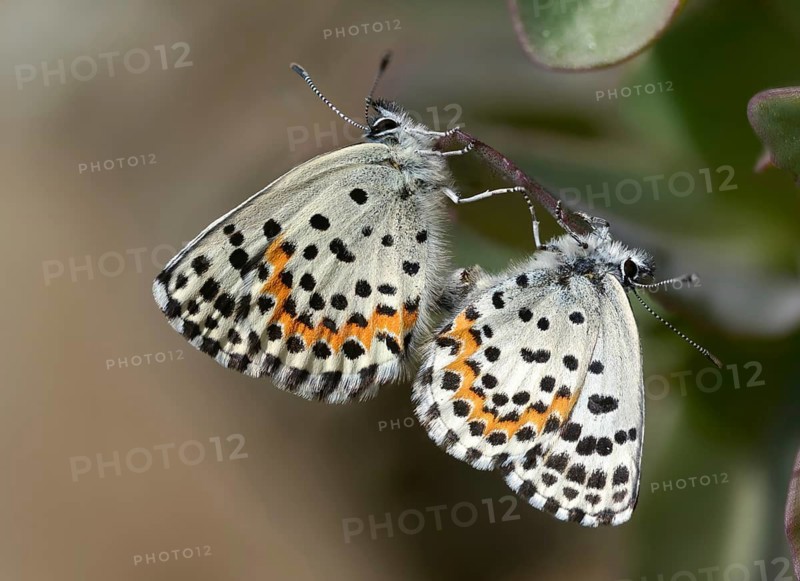 Chequered blue, moth blue, scolitantides orion, butterfly, insects, copula, mating, butterflies, butterflies