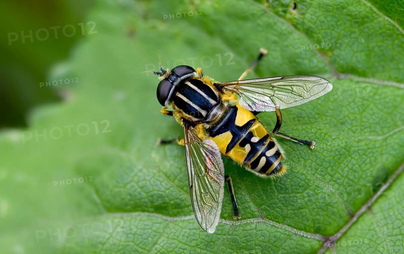 Common tiger hoverfly, common swamp hoverfly, helophilus pendulus, sunfly, swamp hoverfly, insects, hoverfly