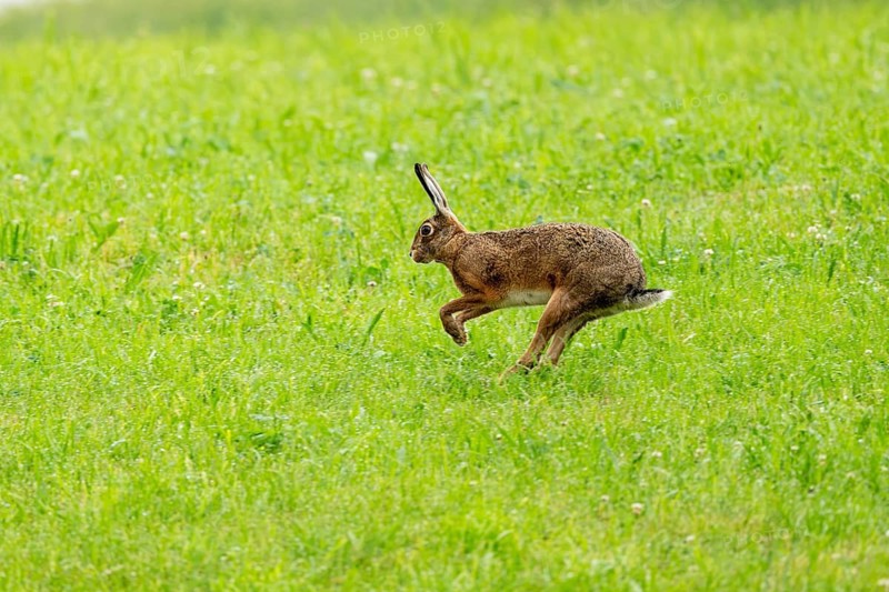 European hare (Lepus europaeus), Vulkaneifel, Rhineland-Palatinate, Germany