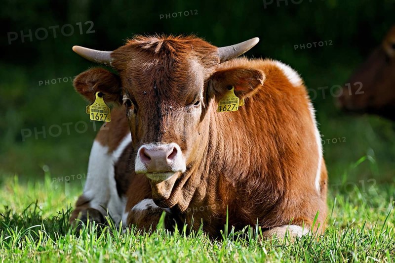 Texas Longhorn beef sitting in a meadow, Meienberg, Aargau Canton, Switzerland