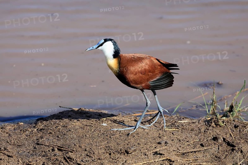 Blue-browed Waterhen (Actophilornis africanus), adult, by the water, foraging, Kruger National Park, South Africa