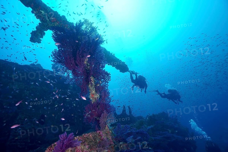 Two divers explore the remains of a shipwreck, surrounded by lots of small fish, including Mediterranean anthias (Anthias anthias), at the Le Grec wreck dive site, Hyères, Giens Peninsula, Mediterranean Sea, Provence-Alpes-Côte d'Azur, France