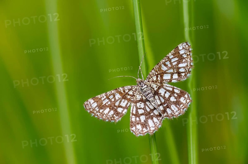 Chiasmia clathrata, lattice tensioner, clover grass lattice string tensioner, latticed heath, insects, moths, moths, butterflies