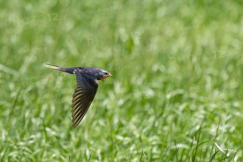 A bird in free flight over a lush green expanse, a barn swallow (Hirundo rustica) in flight over a green meadow, Mecklenburg-Western Pomerania, Rügen, Germany