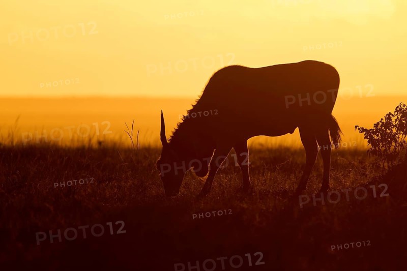 The silhouette of an antelope against a warm sunset sky in the savannah: the elen antelope (Taurotragus oryx), Masai Mara National Reserve, Narok County, Kenya