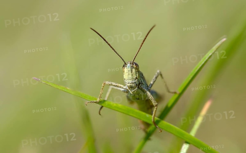 Acrididae, Caelifera, Chorthippus apricarius, field grasshoppers, field locusts, gomphocerinae, short-feeler scare, locomotive grasshoppers, upland field grasshoppers, grasshoppers, grasshoppers, insects