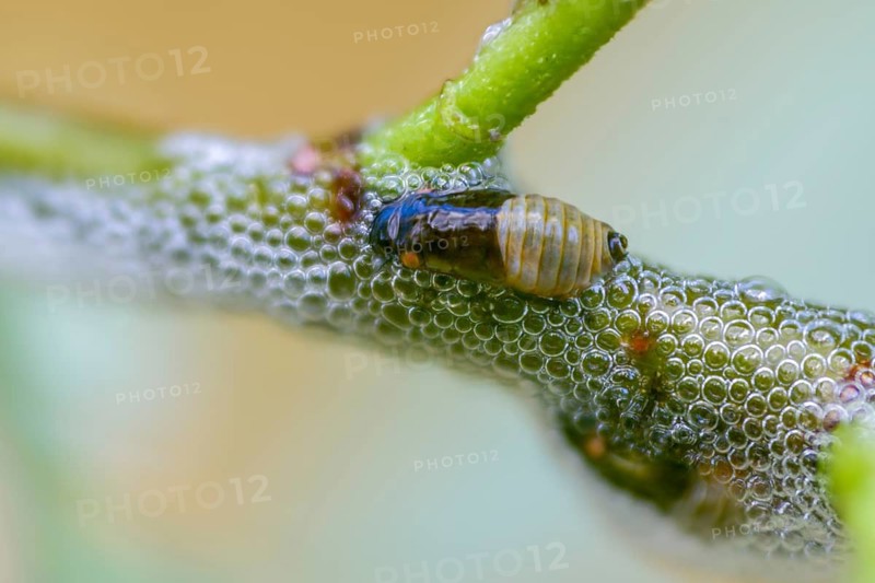 Aphrophora salicina, brown willow spittlebug, witch spit, cuckoo saliva, cuckoo spit, foam cicada, willow foaming cicada, insects, larva, larva, foam nest, cicadas