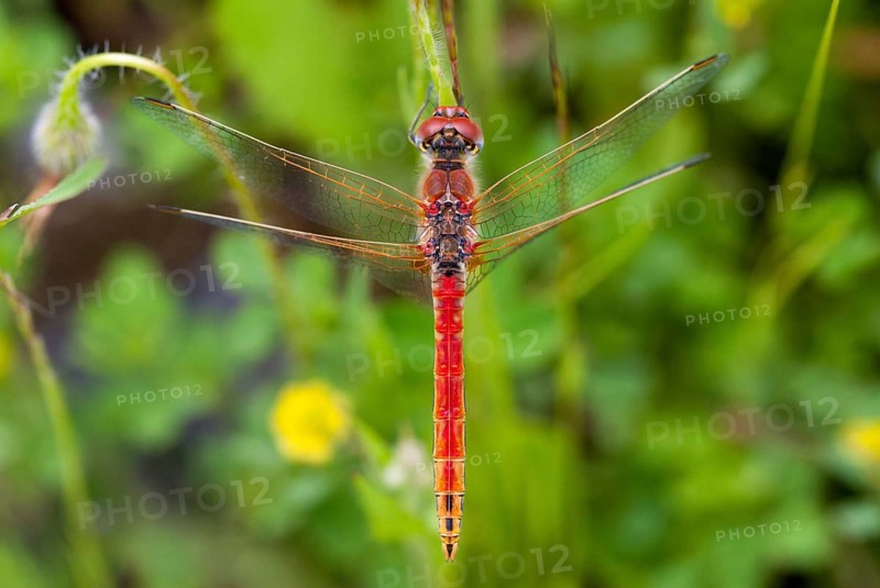 Early bilberry, red-veined darter, sympetrum fonscolombeii, anisoptera, damselflies, dragonflies, extremadura, insects, dragonflies, males, odonata, Spain