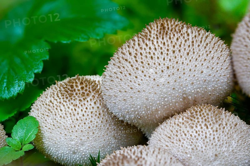 Brown bovist, brown dust bovist, brownish dust, bottle bovist, lycoperdone umbrinum, dust, fungi, fungus, mushrooms, umber-brown puffball